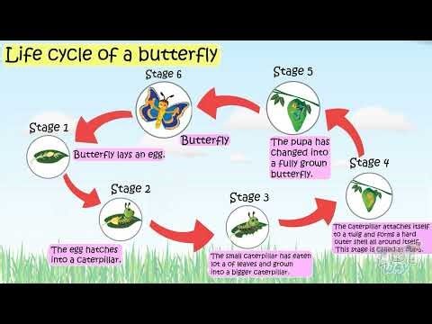 Life cycle of a Butterfly | Life cycle of a Frog | Animals Growth & Changes | Science