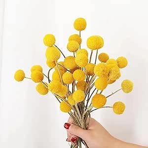 Natural Dried Flowers Craspedia Billy Balls Flowers Yellow Dried Craspedia Flowers Billy Buttons Floral Bouquet for Flower Arrangements Wedding Home Tall Vase Decor Fall Autumn