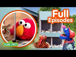 Let's Learn about Chickens and Geckos! | TWO Sesame Street Full Episodes