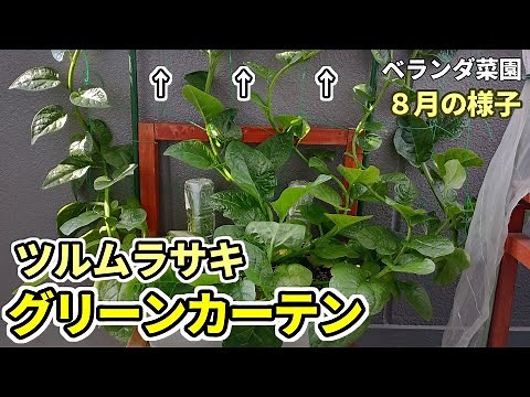 【ベランダ菜園】猛暑対策！グリーンカーテンの途中経過【ツルムラサキ】