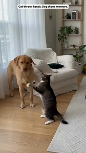 The dog didn’t even move… and still got blamed. Cat throws hands. Dog shows manners. Dog gets blamed for everything. 🎥 Generated with AI just for family entertainment. The story might be inspired by true events, but some parts were creatively adapted. | Animal Soul