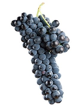 Syrah | Caracteristicas y Cultivo | Variedades tintas de Vino