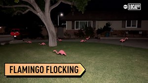 Flocking flamingos prank supports breast cancer awareness