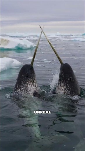 Have You Ever Seen a Real Narwhal ?