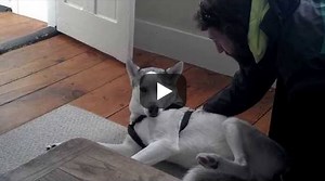 A Dog That Talks! Husky Says No To The Kennel.