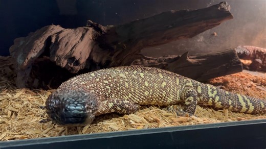 🦎 Meet the Beaded Lizard 🦎 These incredible reptiles are known for their slow, deliberate movements and ancient lineage. We currently have beaded lizards available at Off The Hook Exotic Pets. Suitable for experienced keepers — stop by to learn more and see them in person. #OffTheHookExoticPets #ThinkTropicalNotTypical #ExoticReptiles #RareReptiles #ReptileShop | Off the Hook Exotic Pets