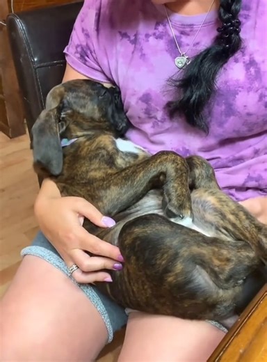 What did the dog dream#dog #funnydog #d | Dog Feeling