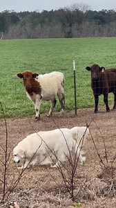 Farm fun at Becky’s moms farm with Nanny’s dogs #farmlife #fblifestyle #farming | Julian Brock Gospel Piano