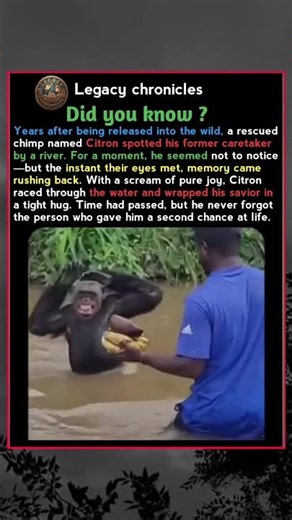 Chimp Never Forgot the Man Who Saved His Life 🐵❤️#AnimalStories #Chimpanzee