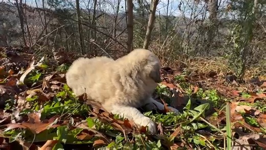 Great Pyrenees puppy for sale