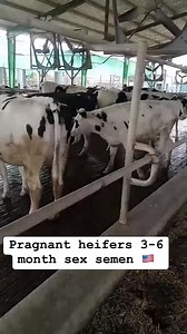 1.5K views · 57 reactions | Pragnant heifers 3 to 6 months Sex semen  import F1 0304 2928053 All data available All vacillation done | Captain Dairy Farm | Facebook