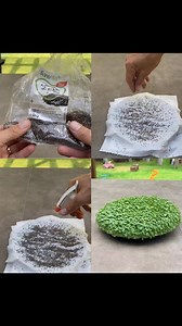 1.8K views | Guide du débutant pour cultiver des micro-pousses de chia et leurs bienfaits pour la santé  https://jardinruse.com/guide-du-debutant-pour-cultiver-des-micro-pousses-de-chia-et-leurs-bienfaits-pour-la-sante/? | Pour tous les passionnés de jardinage | Facebook