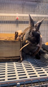 The process of a rabbit giving birth 🤩 #animals #rabbit | Rizki Santosa