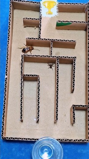 Heart-Pounding Race: Bombardier Beetle vs Spider