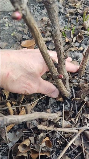 This peony bush is six years old...