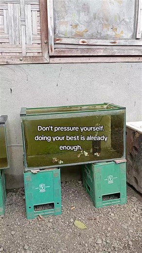 Caring for Balloon Mollies: Best Practices for Your Aquarium