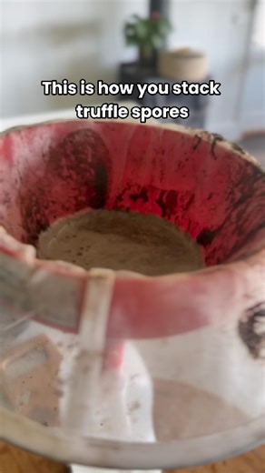 Hanging Rock Truffle Farm on Instagram: "Straining truffle inoculum looks simple. Do it wrong and you waste the spores before they ever hit the root zone. This is our post harvest prep step so the mix is clean, consistent, and easy to apply where it matters. Comment Playbook and I will send you our Soil Inoculation Playbook with the exact method we use."