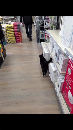 Shopping at the Hardware Store with Our Kitty