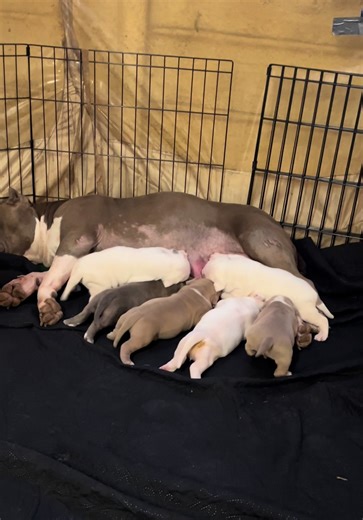 Puppies are now 3 weeks old and thriving! Text me at 3344681532 or message me for details. #xlbully #fblifestyle #petlover #puppies #bullybreed