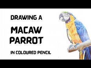 Drawing A Macaw in Coloured Pencils - Timelapse