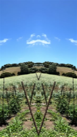 pendu newzealand on TikTok