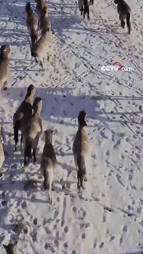 12K views · 72 reactions | The Kalamaili Ungulate Nature Reserve in northwest China's Xinjiang Uyghur Autonomous Region is home to more than a dozen rare wild animal species, including the endangered Przewalski’s horse, Mongolian wild donkey, goitered gazelle and argali. #SeeChina #ChorusofLife For more: https://english.cctv.com/ | CCTV | Facebook