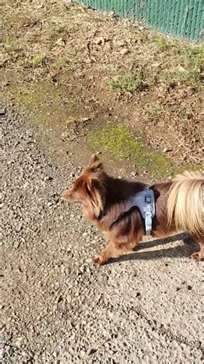 Baby Bear's 🐻 Friend Chihuahua 🐕 Trying So Hard to Get Bear's 🐻 Attention 💚🩵💙 #baby #bear #puppy