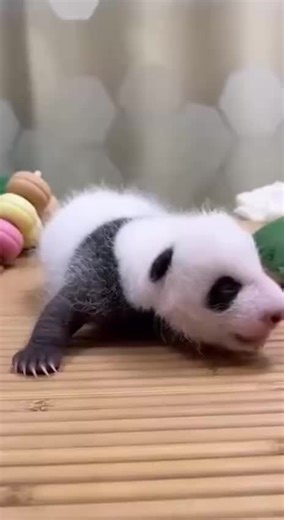 #tiere #baby #panda #neugeborene #süß