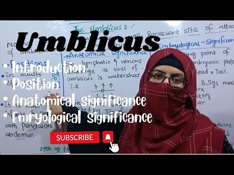 The umblicus in easiest way | Anterior abdominal wall | abdomen and pelvis | @ayeshamedicaleducation