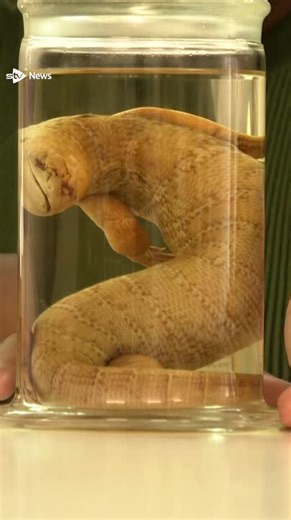A lizard specimen on its way back to its Jamaican homeland from a Scottish university collection 170 years after it was taken has been described as 'transformational' by researchers. https://i.stv.tv/3JxMEam | STV News