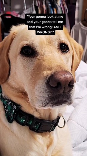 saw this done with a K-9 and had to do it with Darby #servicedog #diabeticalertdog #alertdogdarby