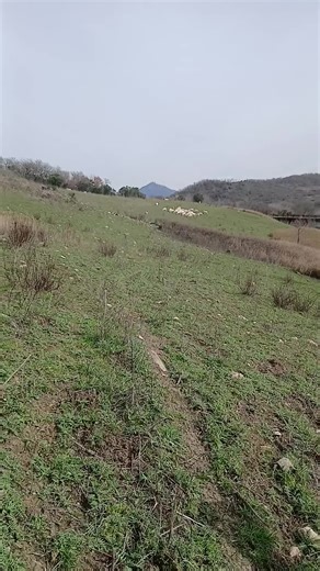 Amazing Border Collie Tricks to Impress You