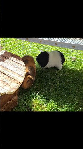 Guinea Pig Popcorning! 🐹 Watch the Adorable Joyful Jumps! Slow motion