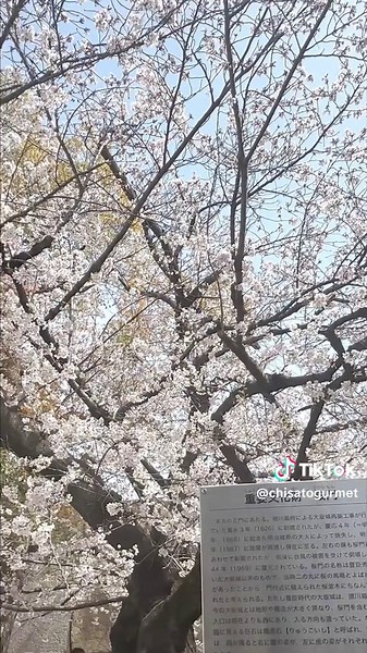 大阪城公園でのお花見スポットガイド