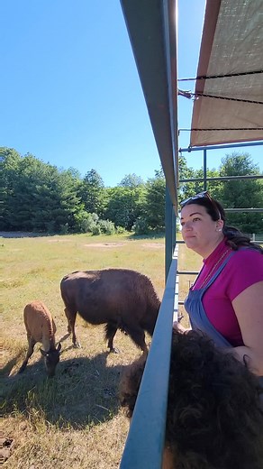 8.6K views · 42 reactions | The Bison Ranch Tour is straight out of the wild west! 怜 How cool would it be to have this view from the Bed & Breakfast or Camping!  #bison #bisonbisonbison #bisonranch #bisonfarm #ranchlife #ranchtour #ranchhouse #adventuretours #rosebushmichigan #travelmichigan #wildanimals #animaltour #wildwest | Cassondra Wanders | Facebook