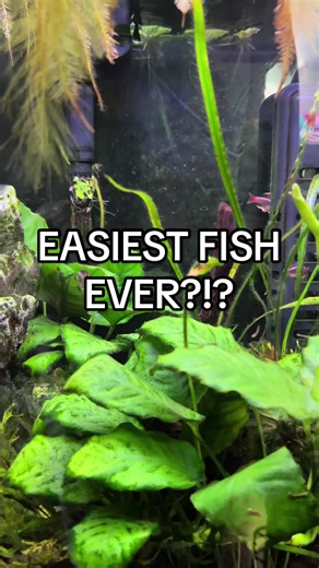 White cloud minnows- love em, leave em? Never heard of them??? Tell me below! #beginnerfish #minnows #whitecloudminnows #fishkeeping #plantedtank