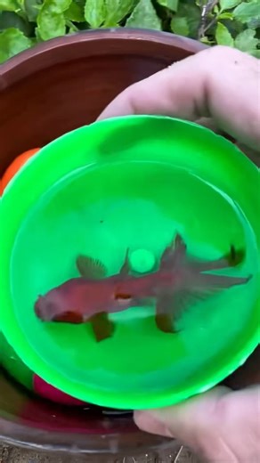 Color Explosion! Fish Swimming Everywhere! 💥🌈 #funny #fishpetfun #fish #funnyanimal #funnyfish