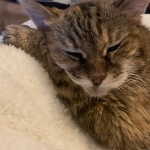 2.3K views · 316 reactions | Dream a Little dream of Claws | The Paw Project | Facebook