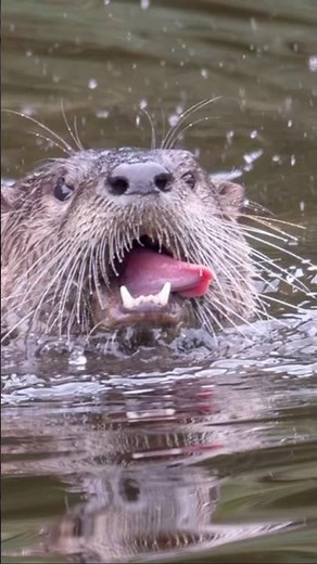 Hungry Otter Munching Catfish in Oregon
