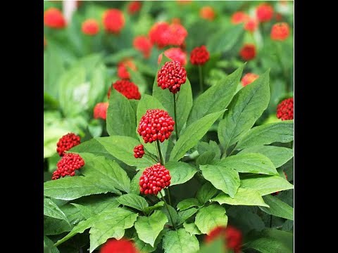 Review of the Red Ginseng Panax Extract: Health Benefits and more.