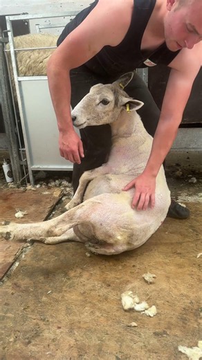 Learning to position for sheep shearing 🐏