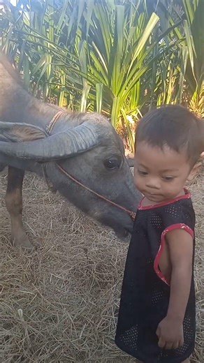 Cute Baby Feeding a Hungry Buffalo 🐃❤️ Village Life