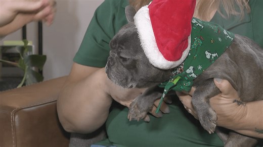 From holiday foster to adopting: dog with Humane Society of Delaware County finds a home