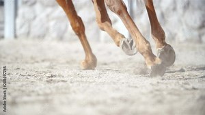 Tracking horse hooves while running in slow motion 4K. Extreme long shot of hooves in focus while running away from camera leaving flying sand in the air. Low angle view.