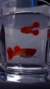 Koi ReD Ear Guppy Fish #guppyfishfarming #guppy #guppyfish