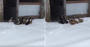 Hilarious Moment Ducks Step in Snow First Time Lasts Only Seconds Before They've Had Enough