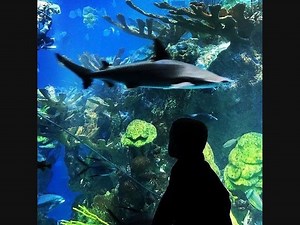 AT YOUR LIBRARY: NE Aquarium Visit On 6/25, Trivia Night On 6/26
