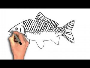 How to Draw a Common Carp Step by Step, common carp fish