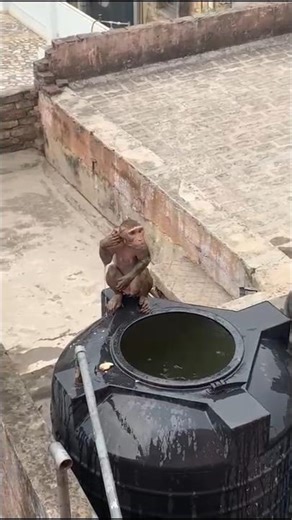 Monkey Bathing in Water Tank on Roof | Funny Monkey Bathing Video | Cute Monkey on Terrace #monkeym