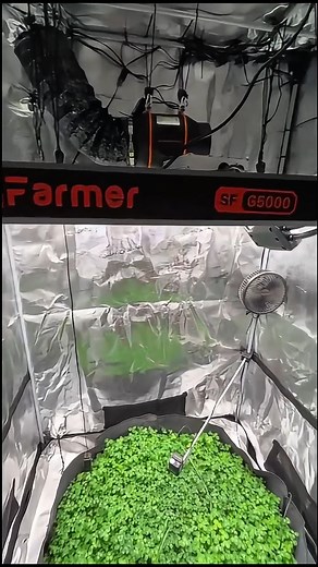 🌱 Take full control of your grow with the Spider Farmer G5000! With our Smart APP Control, you can adjust brightness, set timers, and monitor your lights anytime, anywhere. 📱✨ Plus — get the kit for the best value and start your smart growing journey today! 💡🌿 🔗Get yours: US - https://www.spider-farmer.com/collections/led-grow-light/g-series-led-grow-light/ EU - https://spiderfarmer.eu/collections/led-grow-light/g-series-led-grow-light/ AU - https://spiderfarmer.com.au/collections/led-grow-